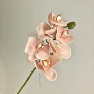 ASCA アスカ コチョウランX 6 つぼみX 1 A-34796-003 C 入数 12