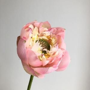 ASCA アスカ ロータス A-34743-003 入数 12