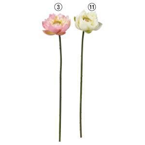 ASCA アスカ ロータス A-34743-011 入数 12