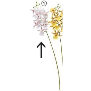 ASCA アスカ オンシジュームX 9 つぼみX 6 A-34703-001 入数 36