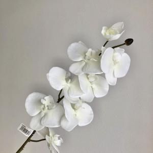 ASCA アスカ コチョウランX 8 つぼみX 1 A-34680-001 入数 12