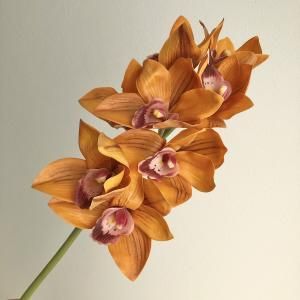 ASCA アスカ シンビジュームX 8 A-34682-030 D 入数 12