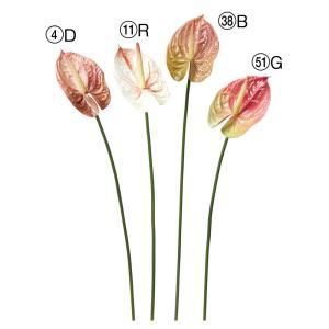 ASCA アスカ アンスリウム A-34669-051 G 入数 12