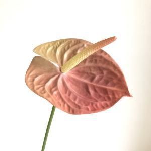 ASCA アスカ アンスリウム A-34669-038 B 入数 12