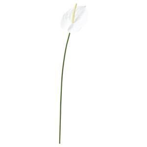 ASCA アスカ アンスリウム A-34668-001 入数 12