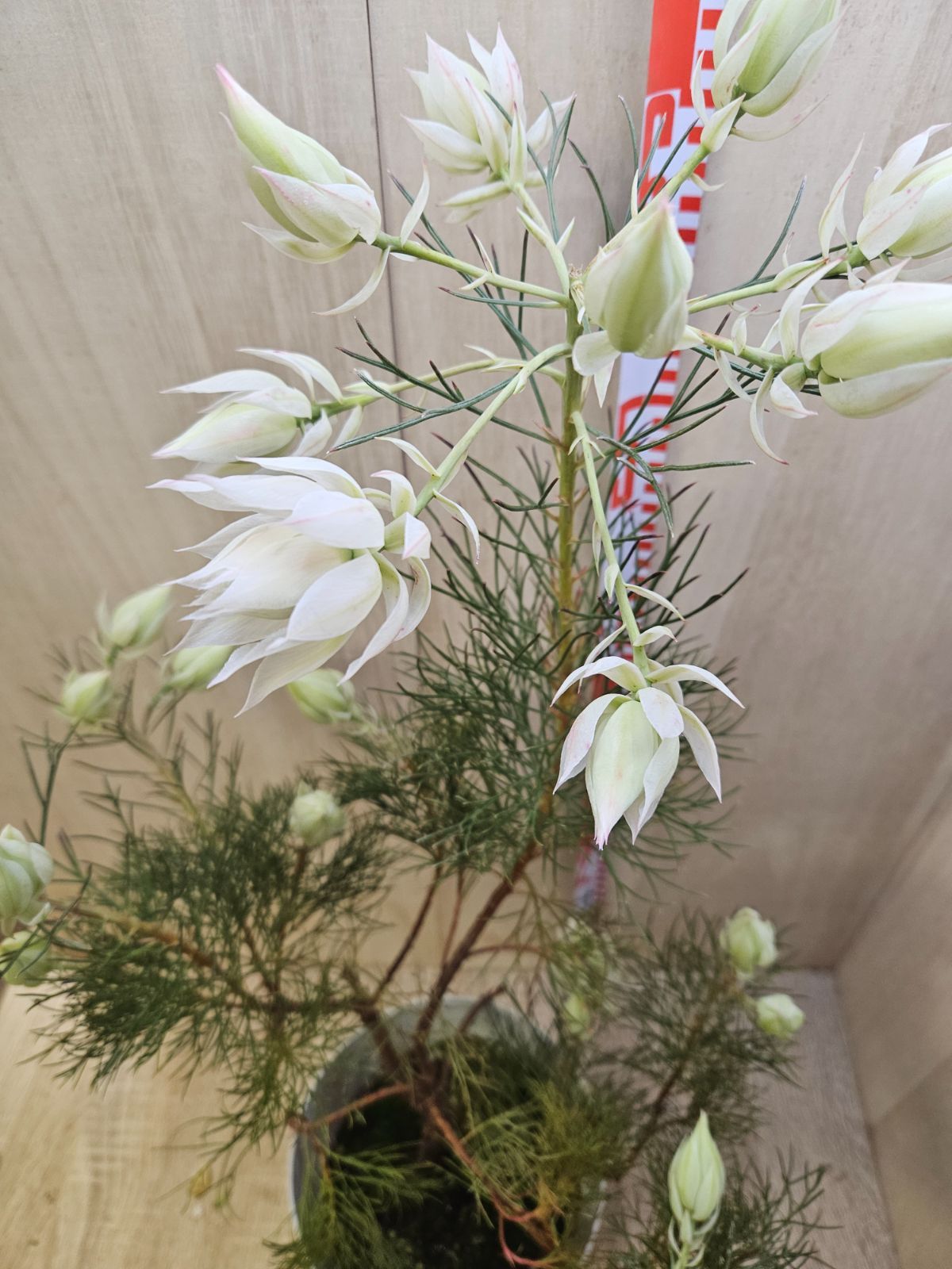 ジョーイセルリアブラッシングブライド 3 ジョーイセルリア