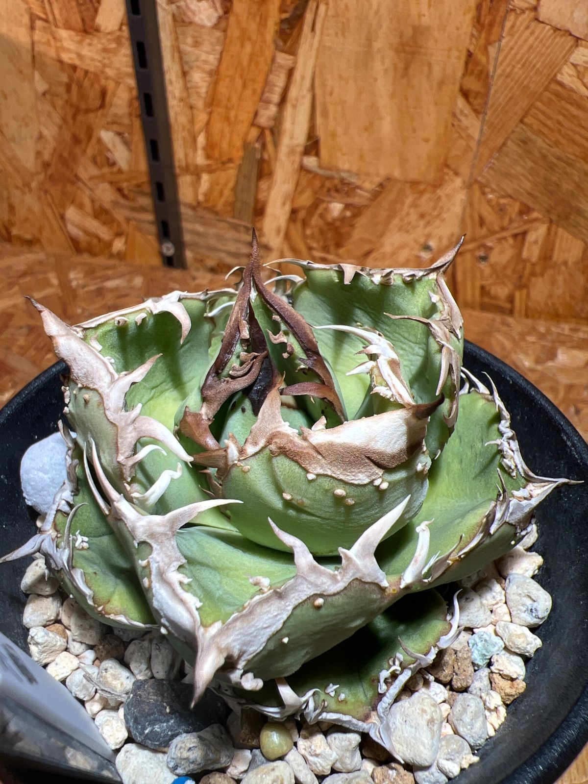 アガベ 冰雹 - メルカリ