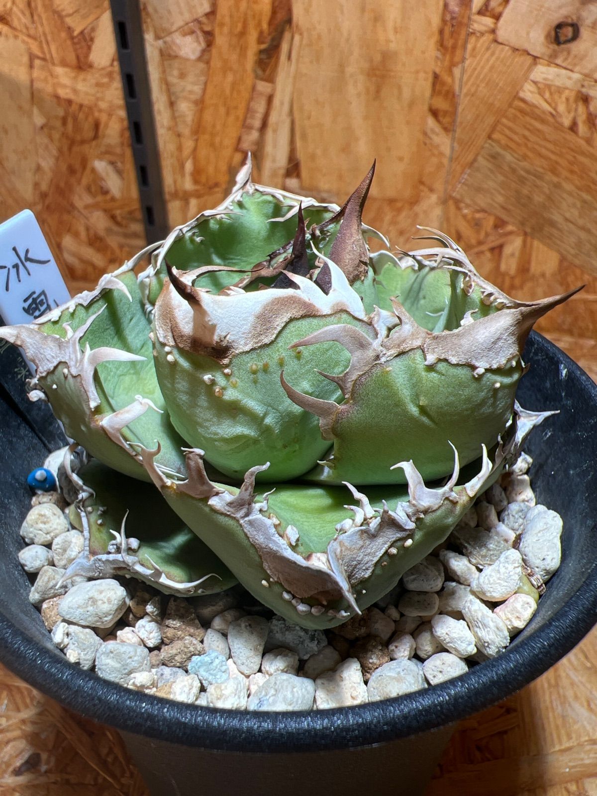 アガベ 冰雹 - メルカリ