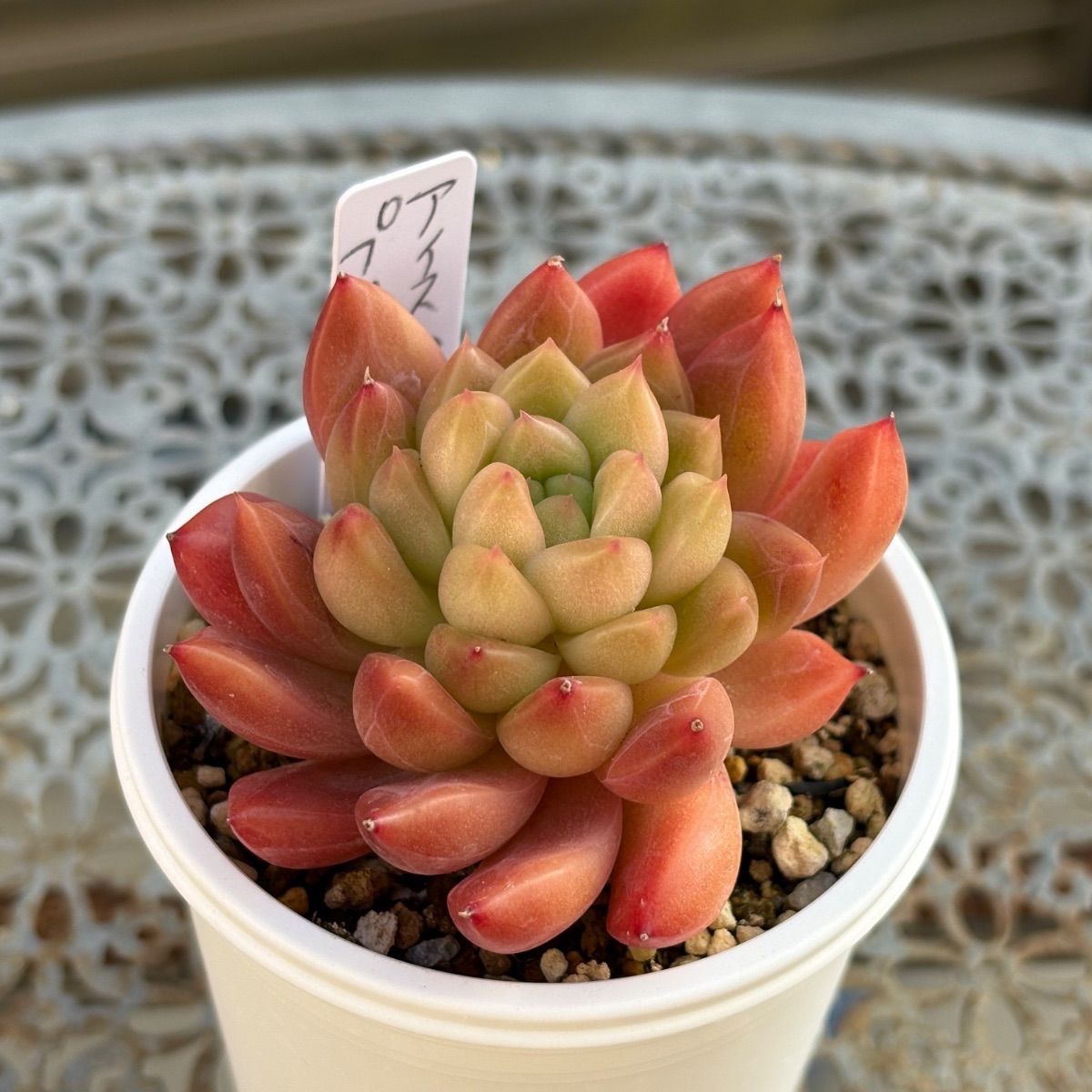 多肉植物　韓国苗　アイスハート　抜き苗 多肉植物 ☘️ アイスハートプリンセス 抜き苗 - メルカリ