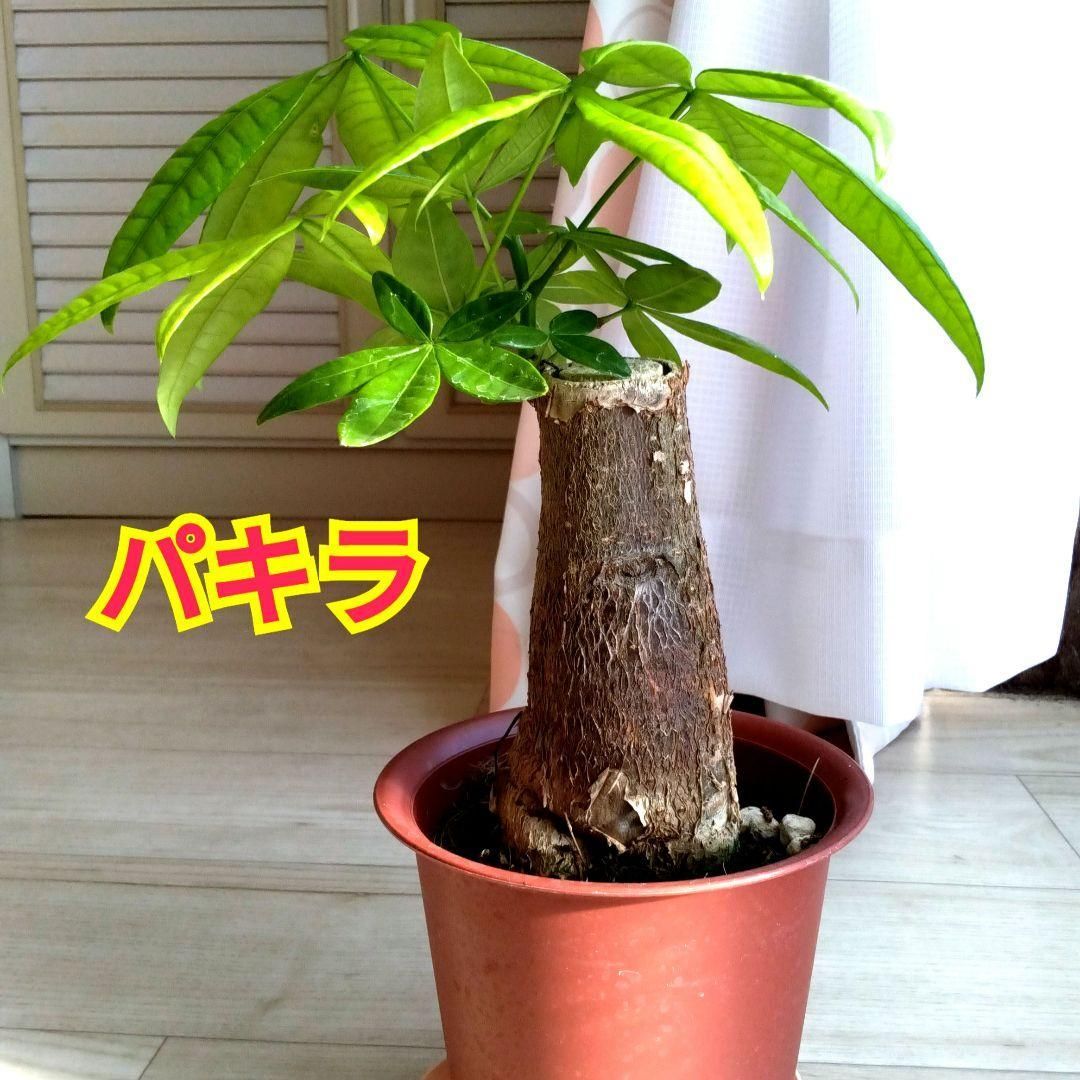 パキラ☆鉢植え☆観葉植物☆鉢を含め高さ29cmぐらい☆幹の根元の太さ