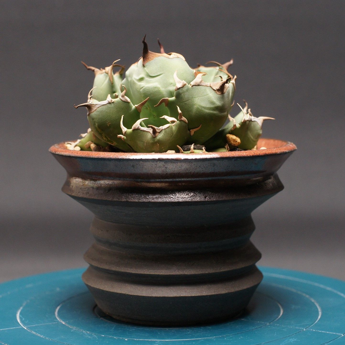 アガベ チタノタ No.1 Agave titanota 管理2522