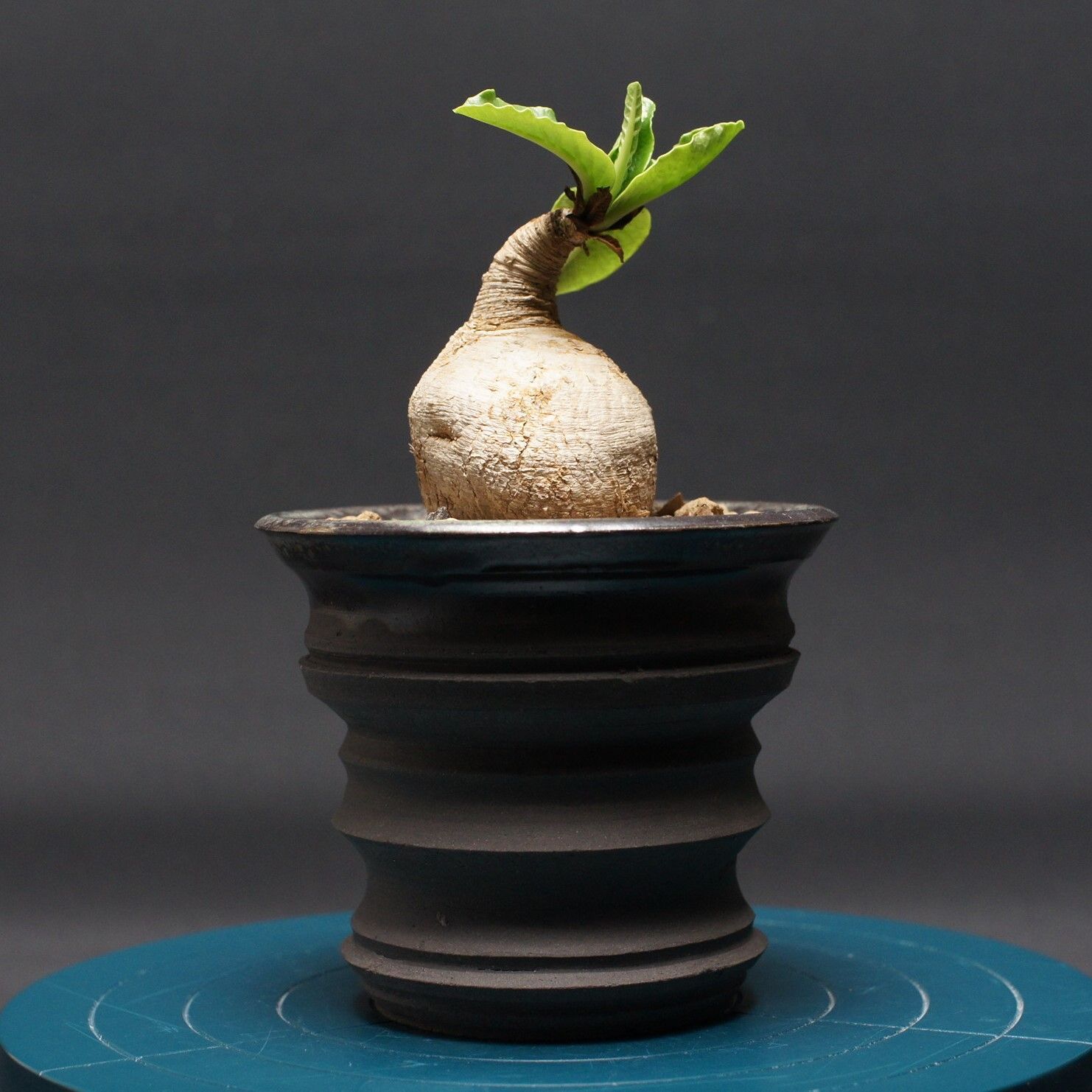 ユーフォルビア プリムリフォリア Euphorbia primulifolia 管理2524