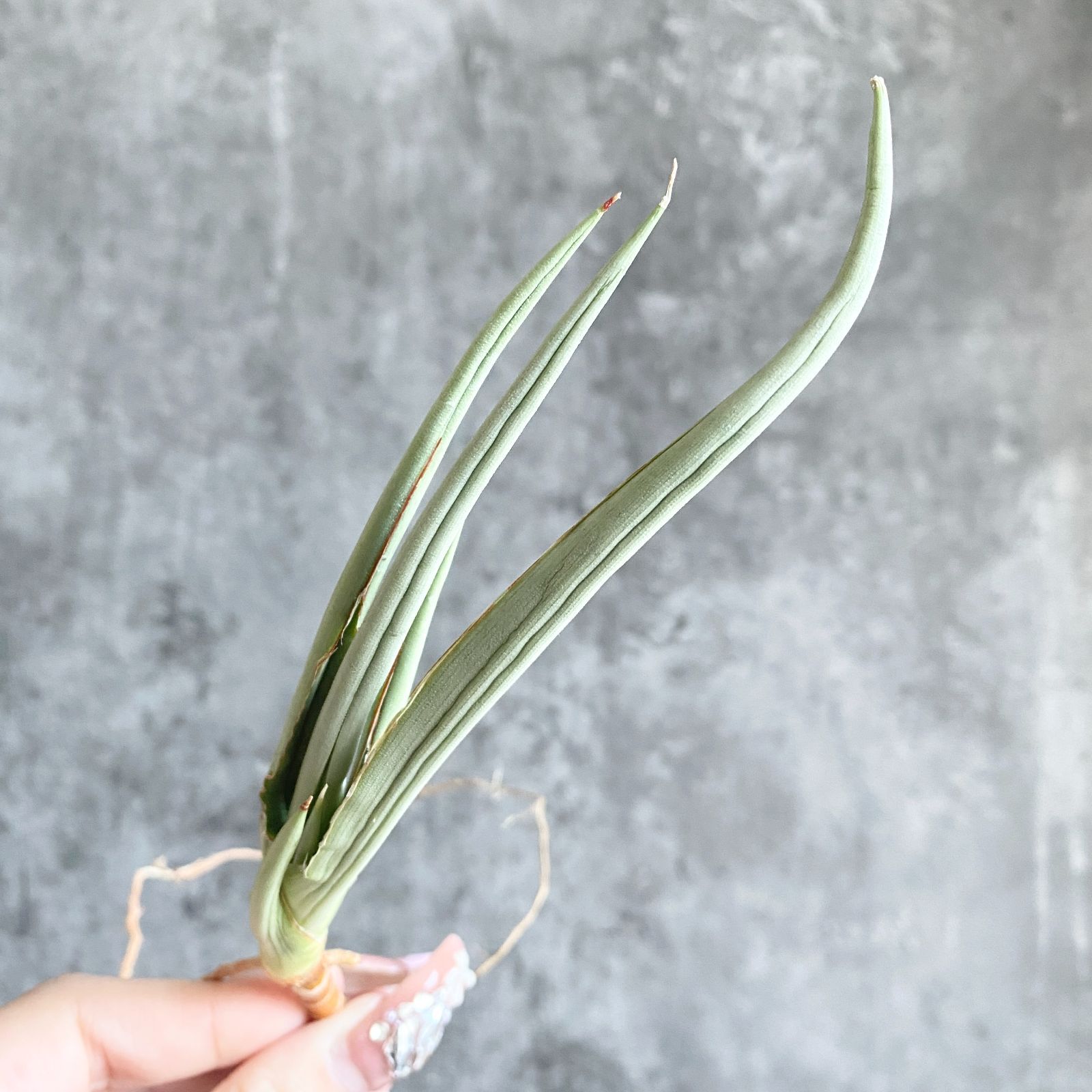 S-83 超希少 サンスベリア ダンシングドラゴン メルカリ便 抜き苗発送 Yahoo!オークション - 超希少種 サンスベリア ダンシングドラゴンSANSE