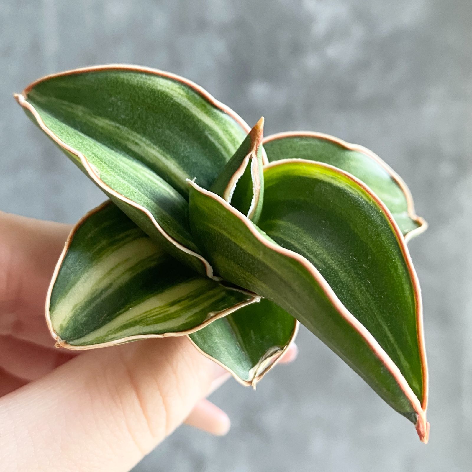 ☆S-30 稀少 サンスベリア サムライドワーフ 斑入り 鉢ごとメルカリ便 サンスベリア サムライドワーフ 斑入 2 S.Samurai Dwarf Var