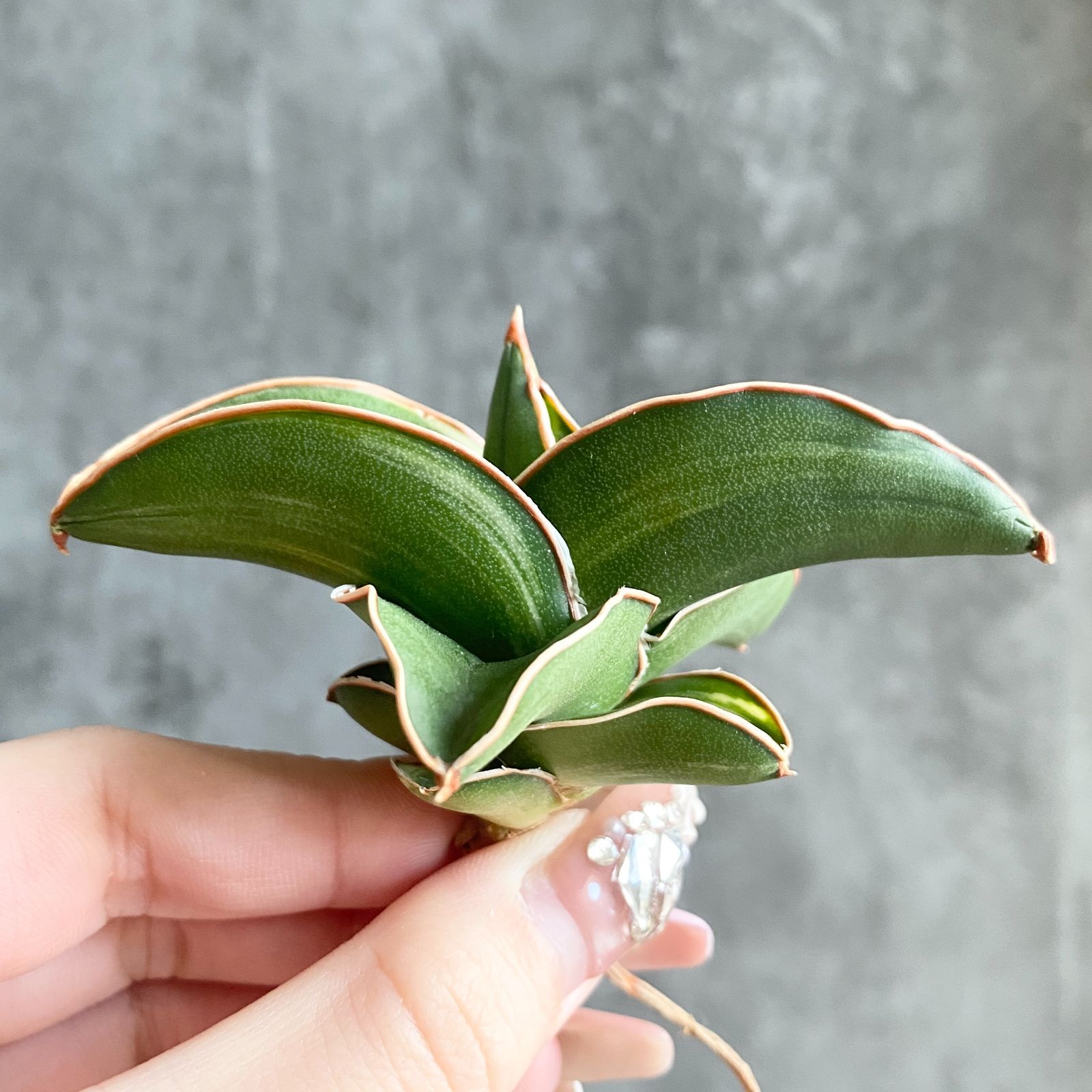 S11728【極上S級 縞斑入り！！】サンスベリア サムライ ドワーフ 縞