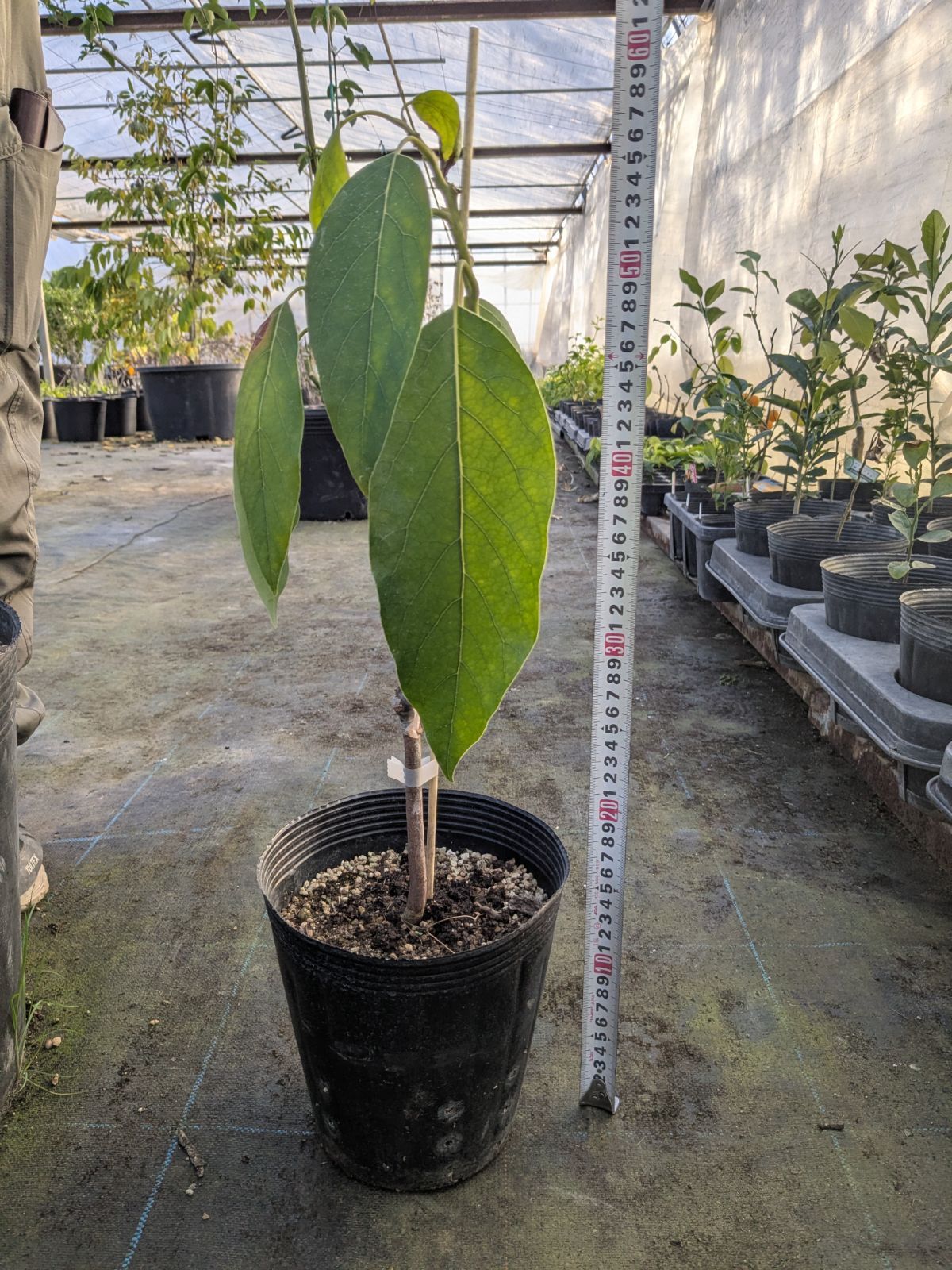 福岡県産アボカド ベーコン種 接ぎ木2年生苗 - メルカリ