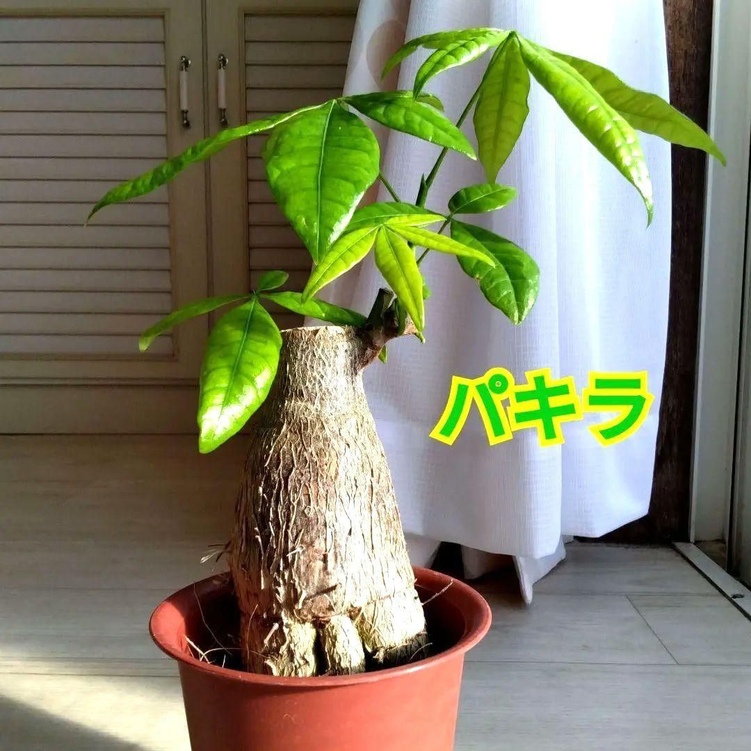 パキラ☆鉢植え☆観葉植物☆鉢を含め高さ33cmぐらい☆幹の根元の太さ
