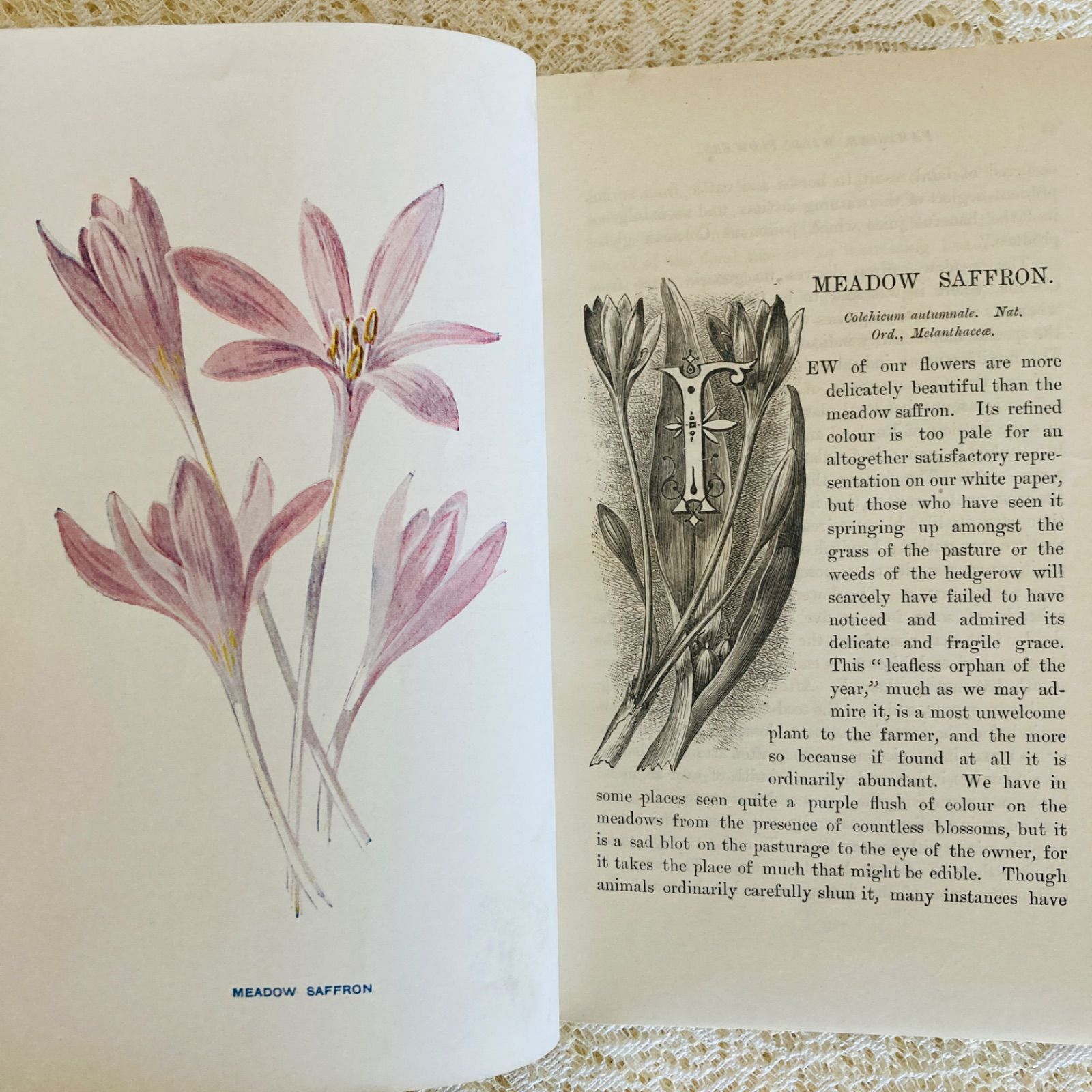 Familiar Wild Flowers 第5巻 イギリスのアンティーク植物図鑑