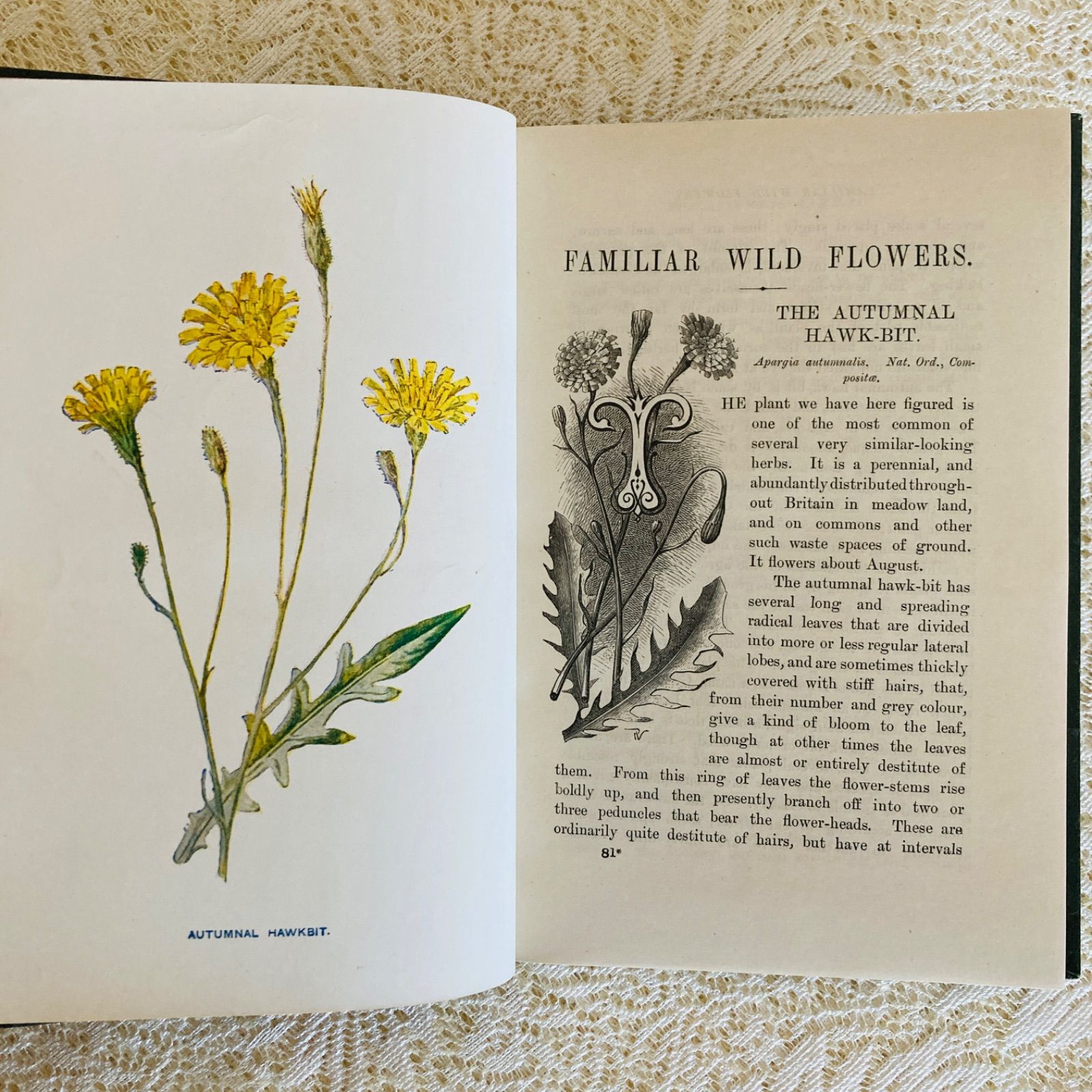 Familiar Wild Flowers 第5巻 イギリスのアンティーク植物図鑑