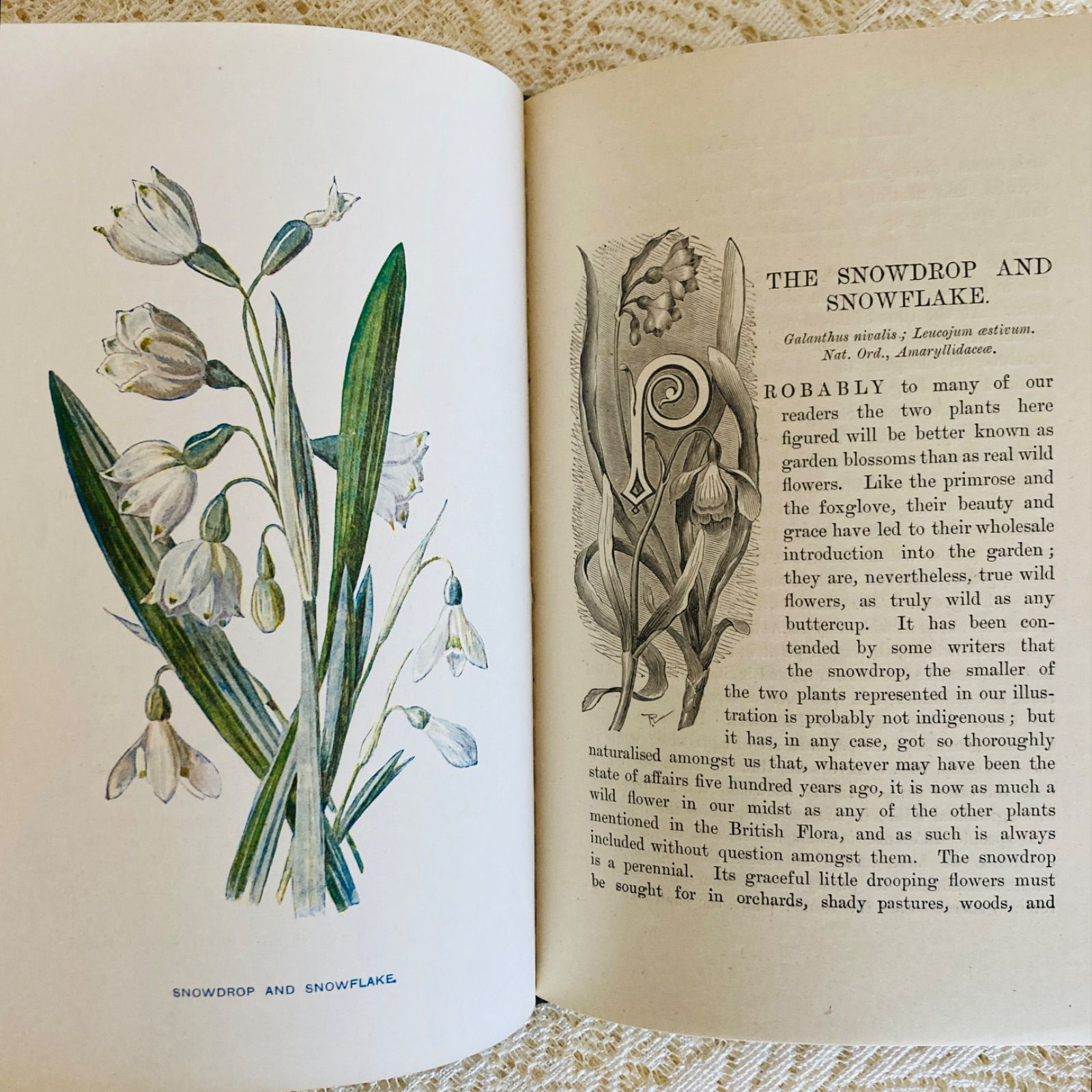 Familiar Wild Flowers 第5巻 イギリスのアンティーク植物図鑑