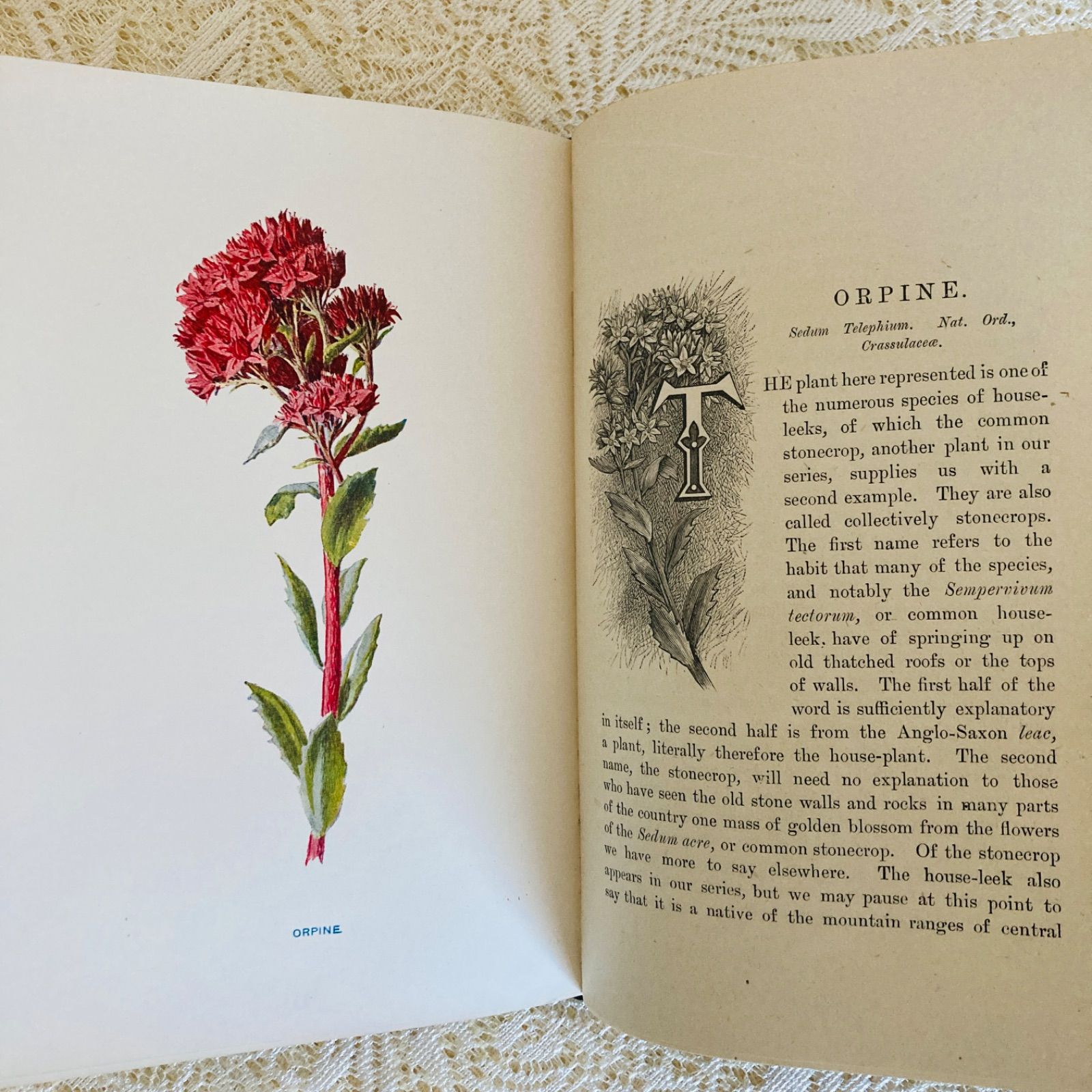 Familiar Wild Flowers 第5巻 イギリスのアンティーク植物図鑑