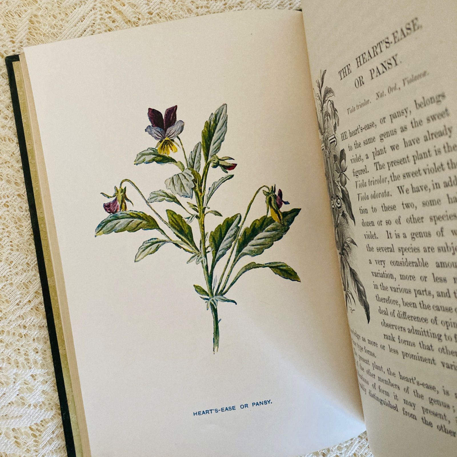 Familiar Wild Flowers 第5巻 イギリスのアンティーク植物図鑑