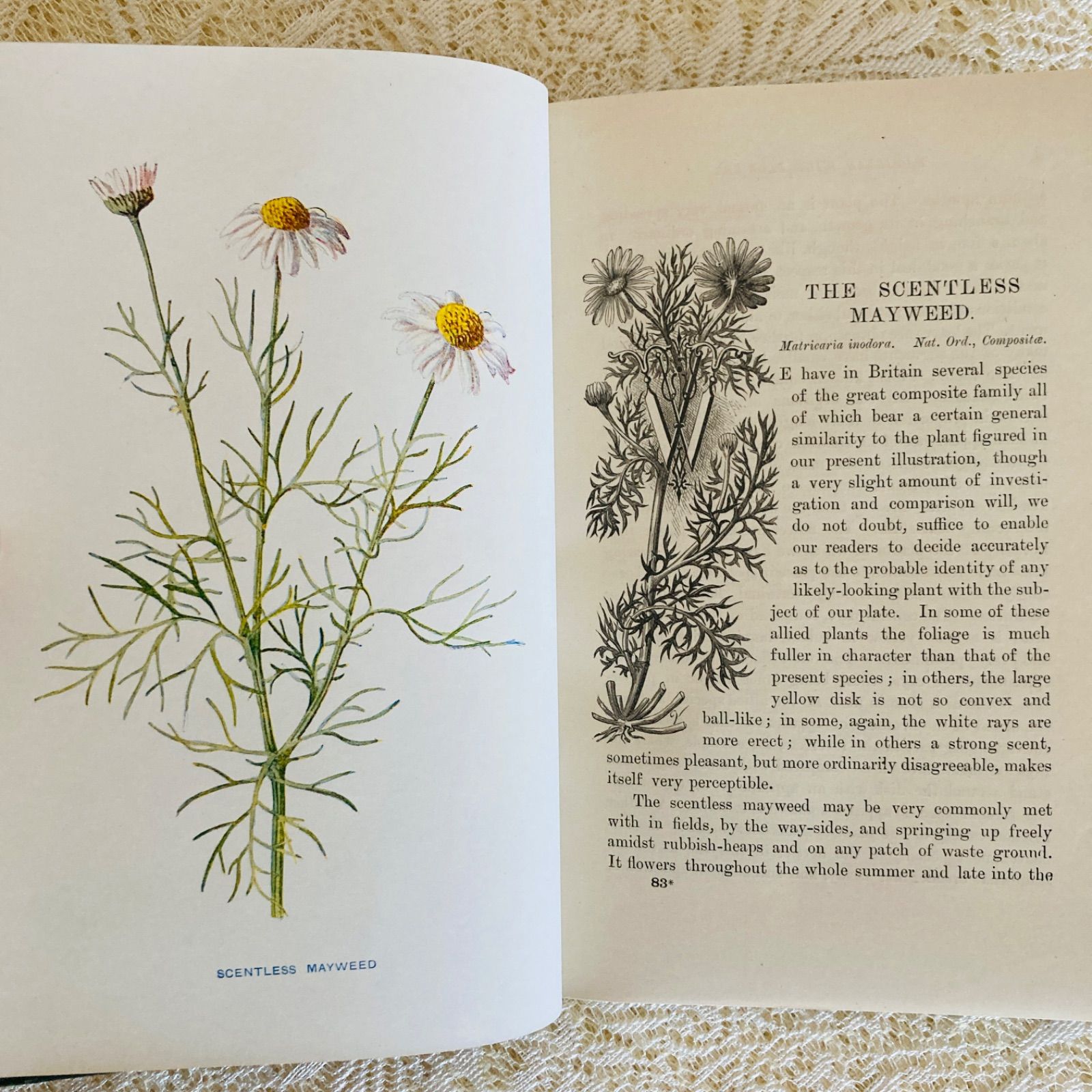 Familiar Wild Flowers 第5巻 イギリスのアンティーク植物図鑑