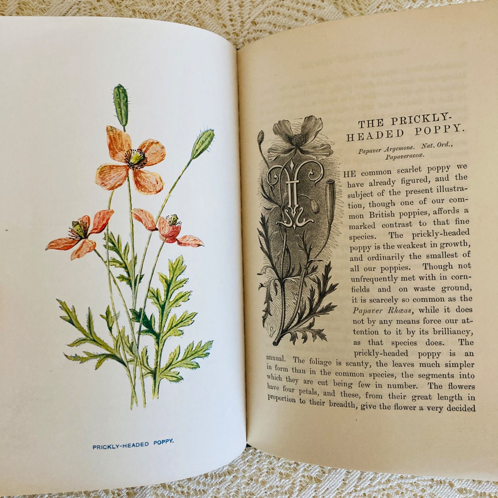 Familiar Wild Flowers 第5巻 イギリスのアンティーク植物図鑑