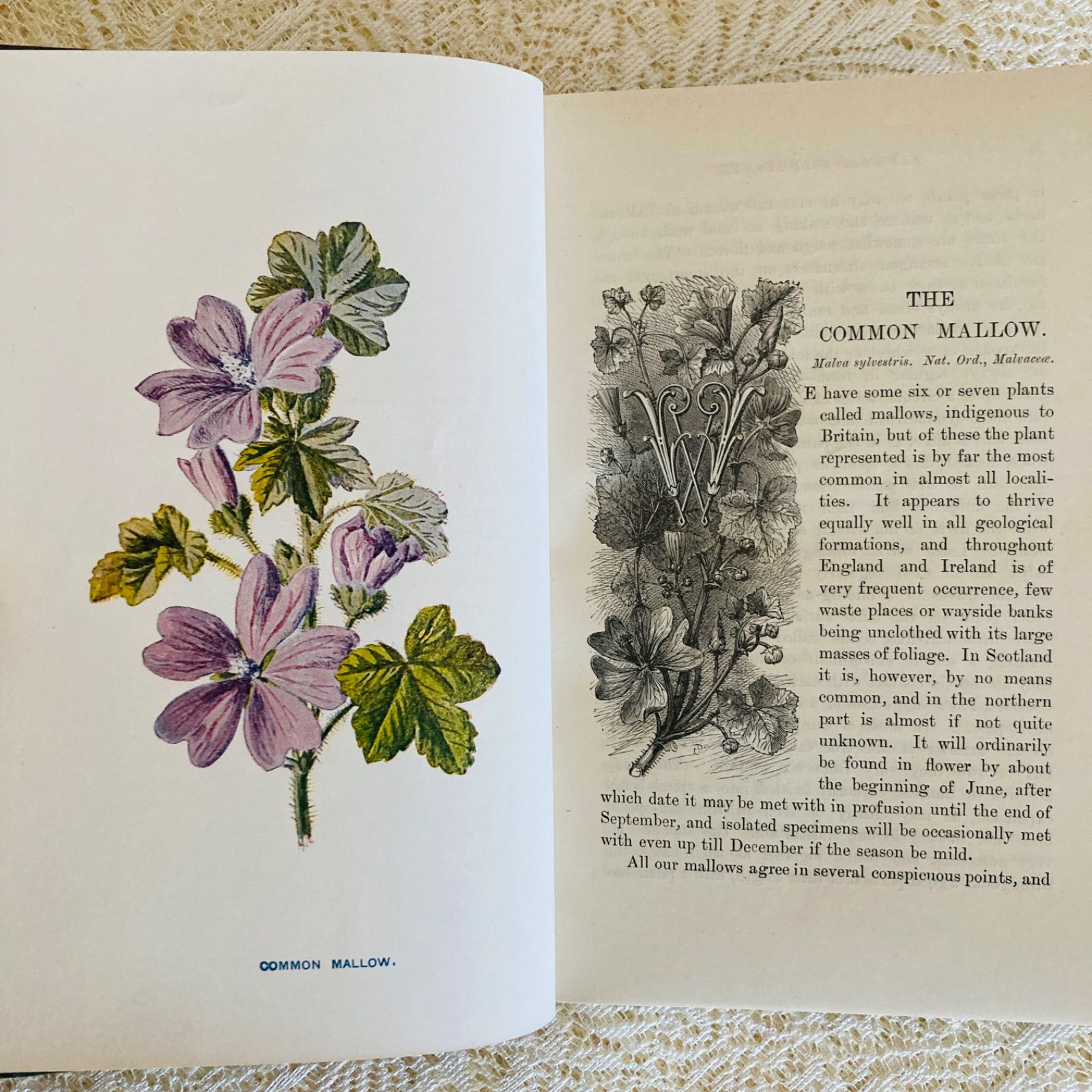Familiar Wild Flowers 第5巻 イギリスのアンティーク植物図鑑
