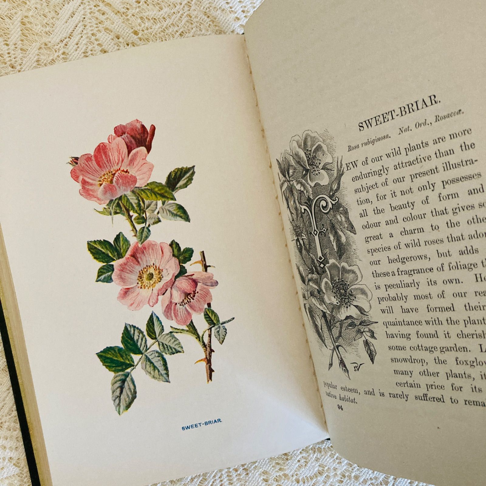 Familiar Wild Flowers 第5巻 イギリスのアンティーク植物図鑑