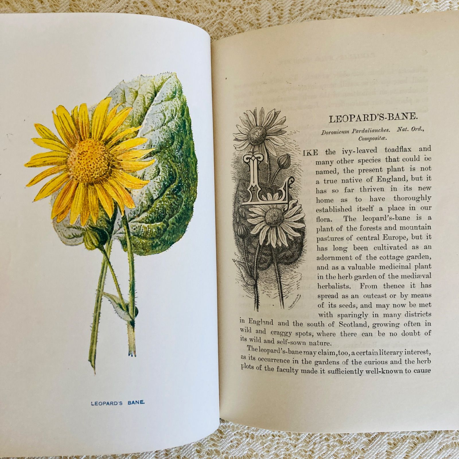 Familiar Wild Flowers　希少なアンティーク植物図鑑　洋書古書 Familiar Wild Flowers 第5巻 イギリスのアンティーク植物図鑑