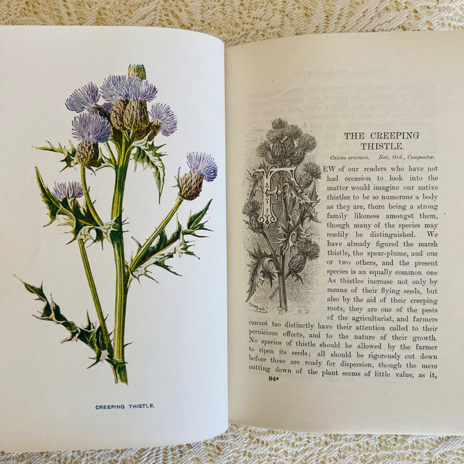 Familiar Wild Flowers 第5巻 イギリスのアンティーク植物図鑑