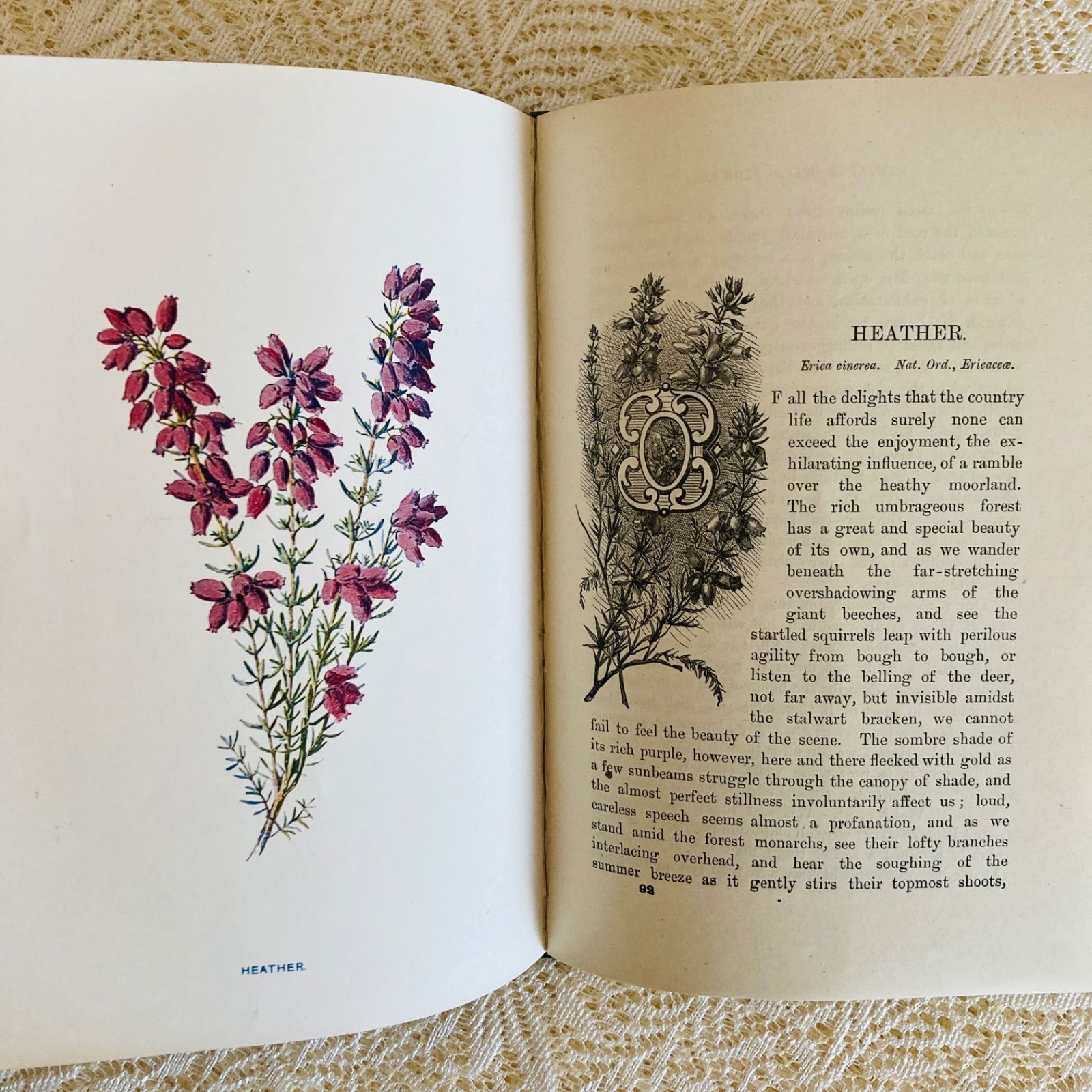Familiar Wild Flowers 第5巻 イギリスのアンティーク植物図鑑