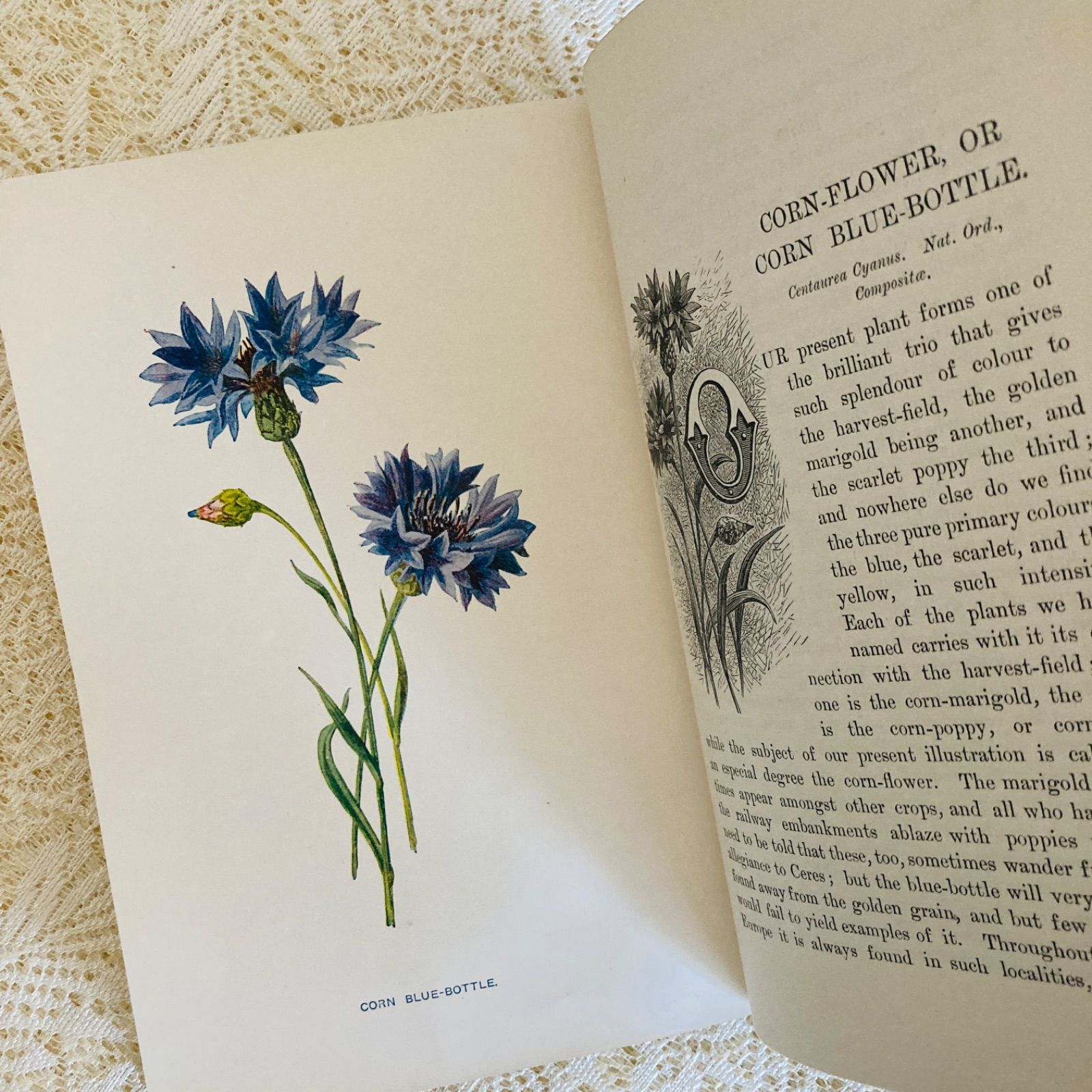 Familiar Wild Flowers 第5巻 イギリスのアンティーク植物図鑑