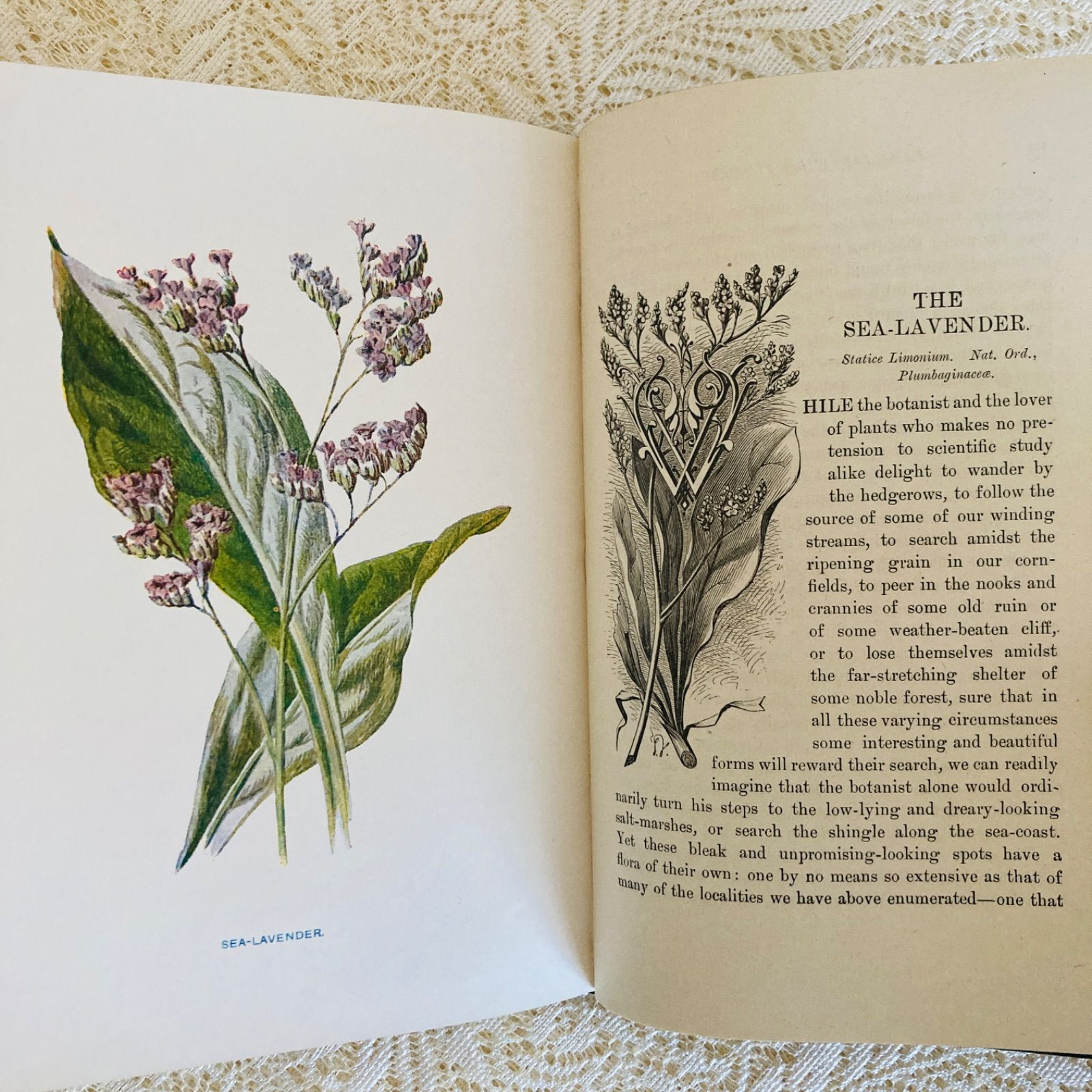 古書 希少 Familiar Wild Flowers 植物図鑑　洋書　イギリス Familiar Wild Flowers 第5巻 イギリスのアンティーク植物図鑑