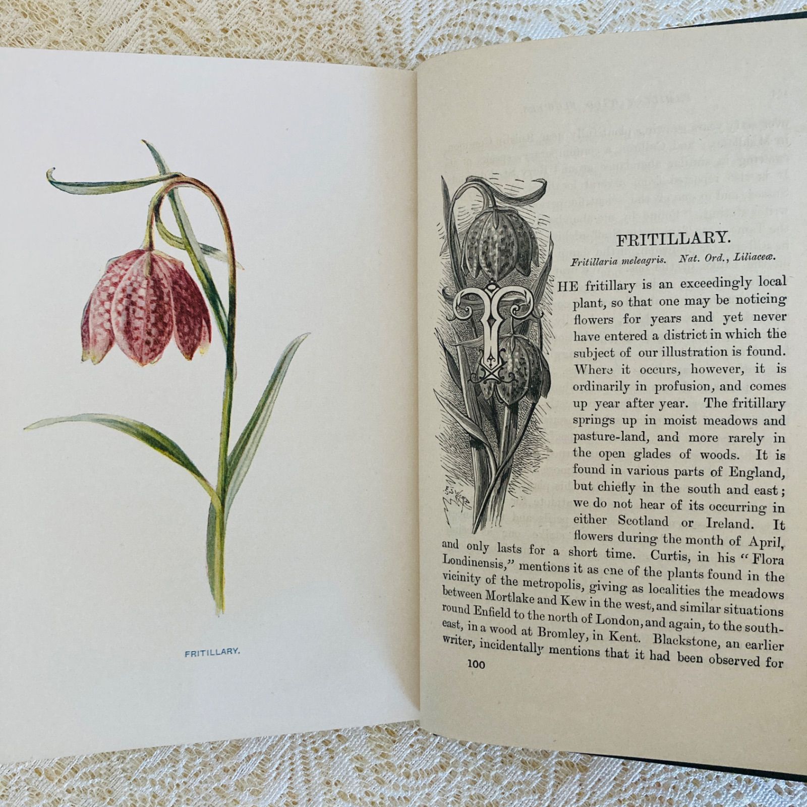Familiar Wild Flowers 第5巻 イギリスのアンティーク植物図鑑