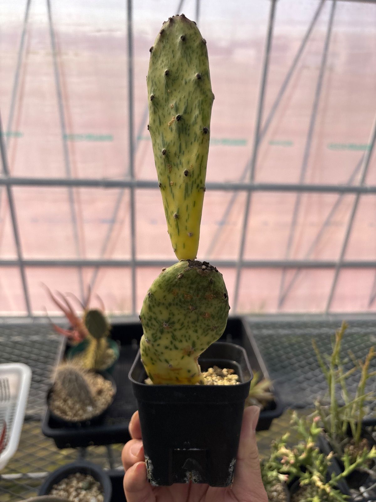 Opuntia vulgaris variegata Opuntia vulgaris variegata