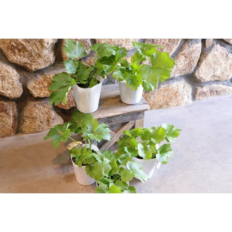 ラナンキュラス ラックス ペネロペ 4〜5号ポット苗 【1株販売】 寄せ