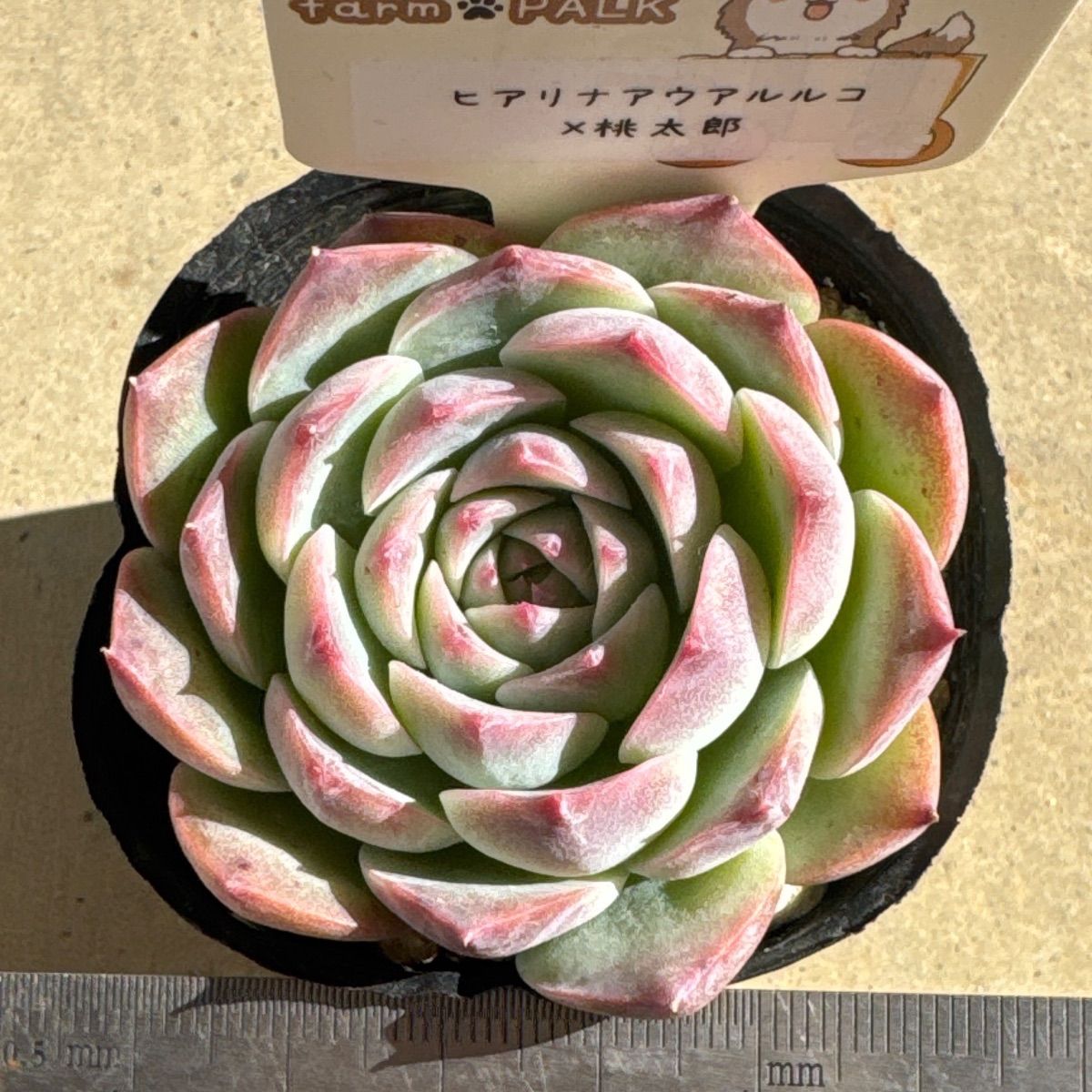 ヒアリナアウアルルコ×桃太郎❣️美苗❣️ファームパルクさん苗❣️札