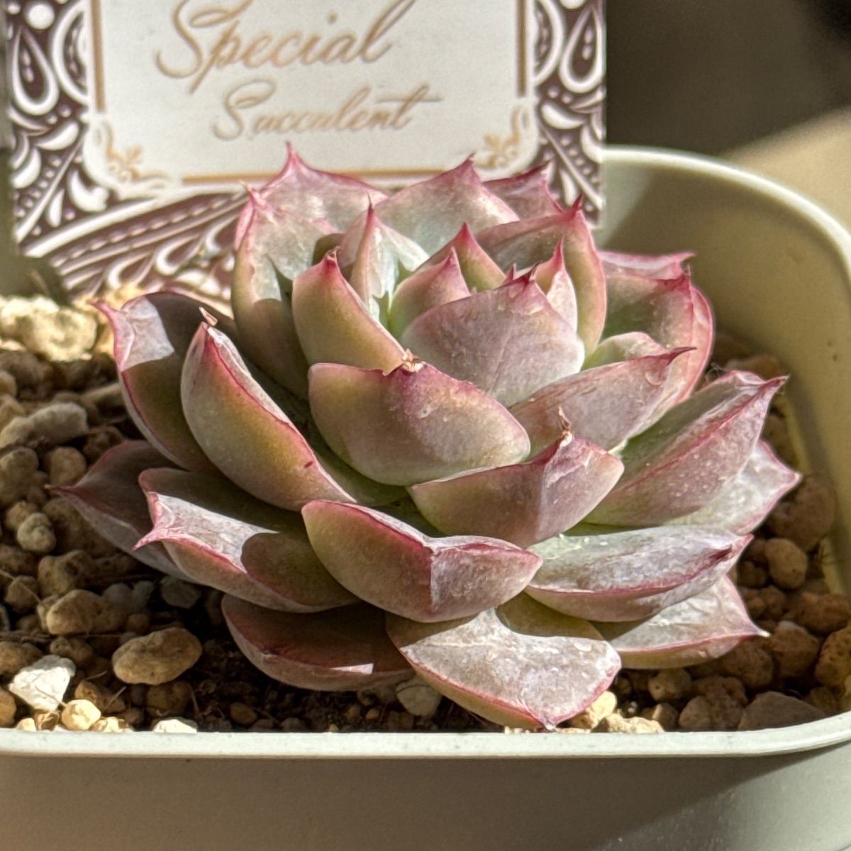 レミーマルタン❣️札付き❗️多肉植物 抜き苗 - メルカリ