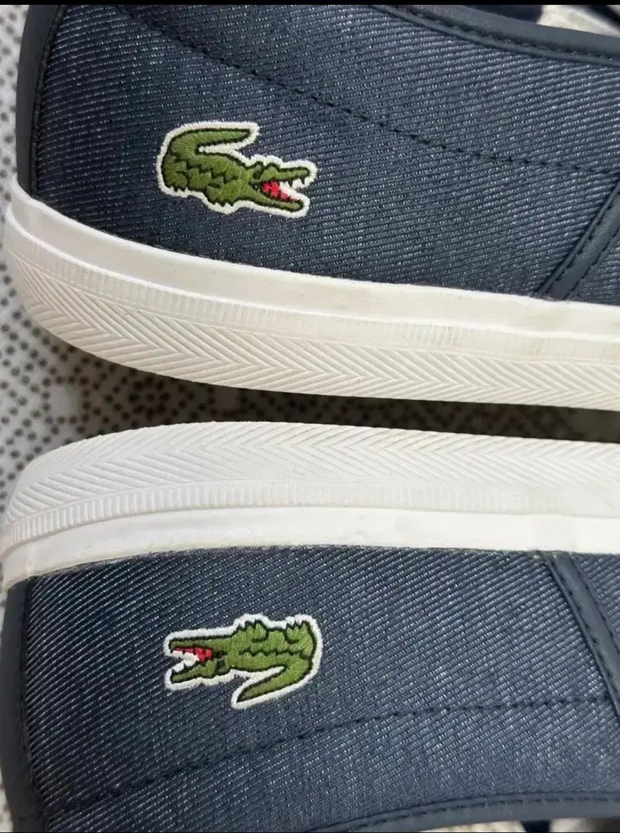 ラコステ ネイビー スリッポン スニーカー