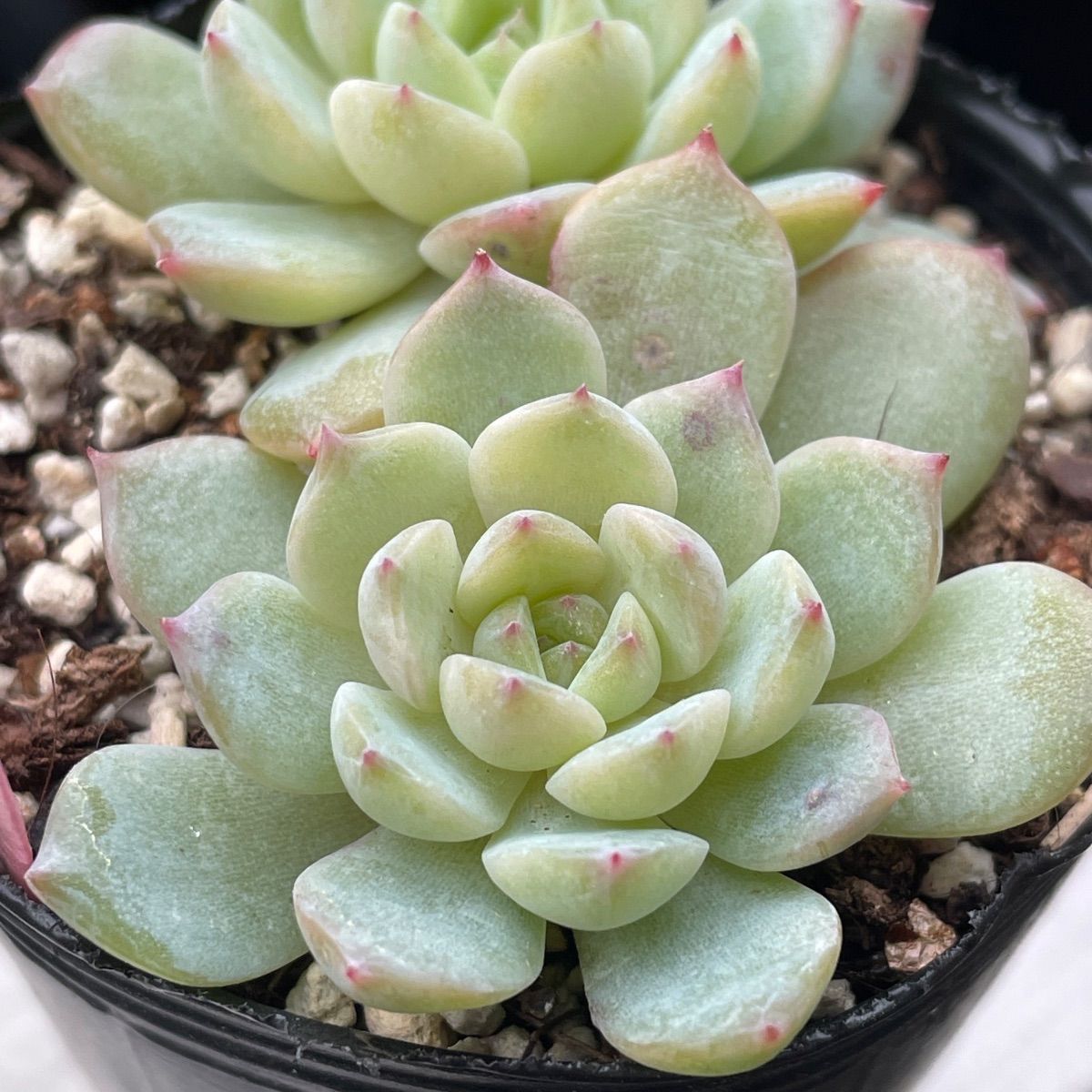 多肉植物♡アイスグレープ❤︎抜き苗(根付き) - メルカリ