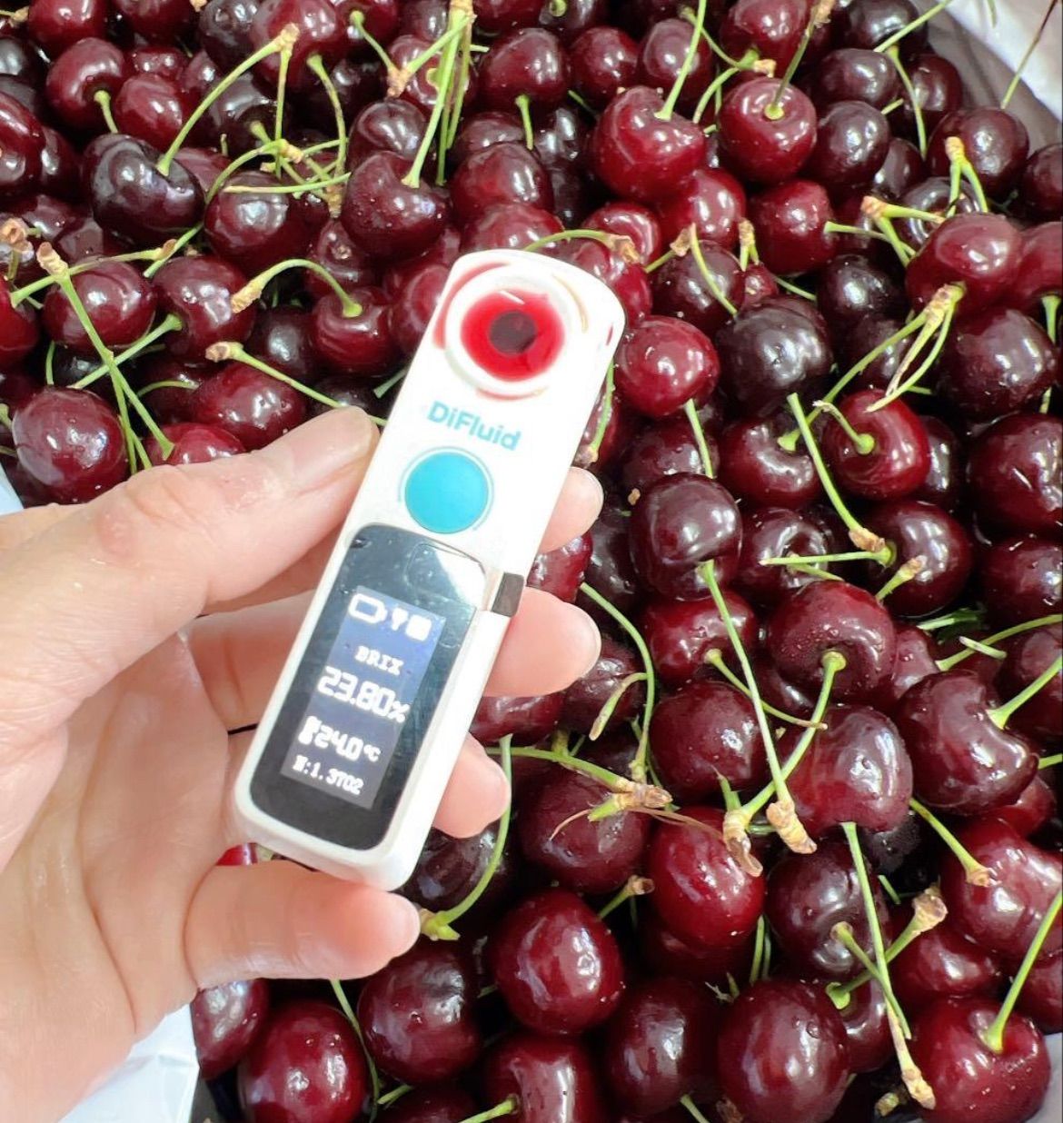 高級プレミアムチェリー 2kg 糖度23.8度！- メルカリ