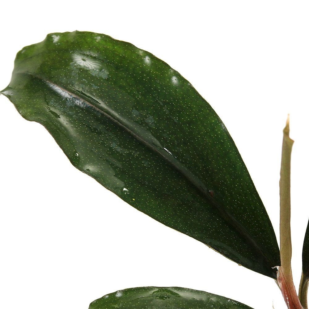 ネコポス）ブセファランドラsp．Red Blade（水上葉）（1株