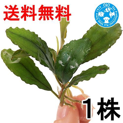 ネコポス）ブセファランドラsp．シャイニンググリーン Kota