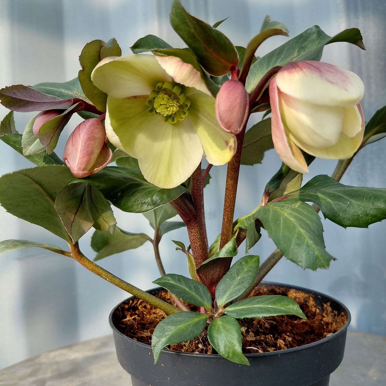 ③ 白花現物 //クリスマスローズ・HGCマロリー // 常緑苗木4.5号鉢