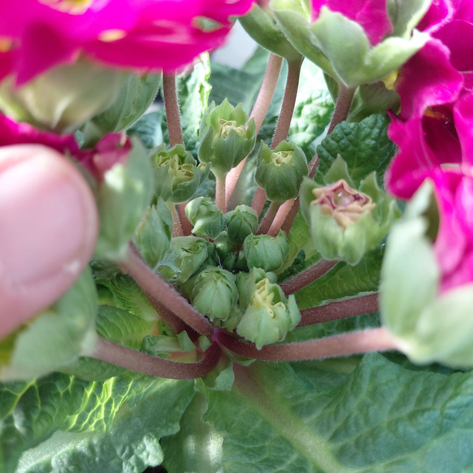 プリムラジュリアン // 6ポット色おまかせセット // 蕾モリモリ寄せ