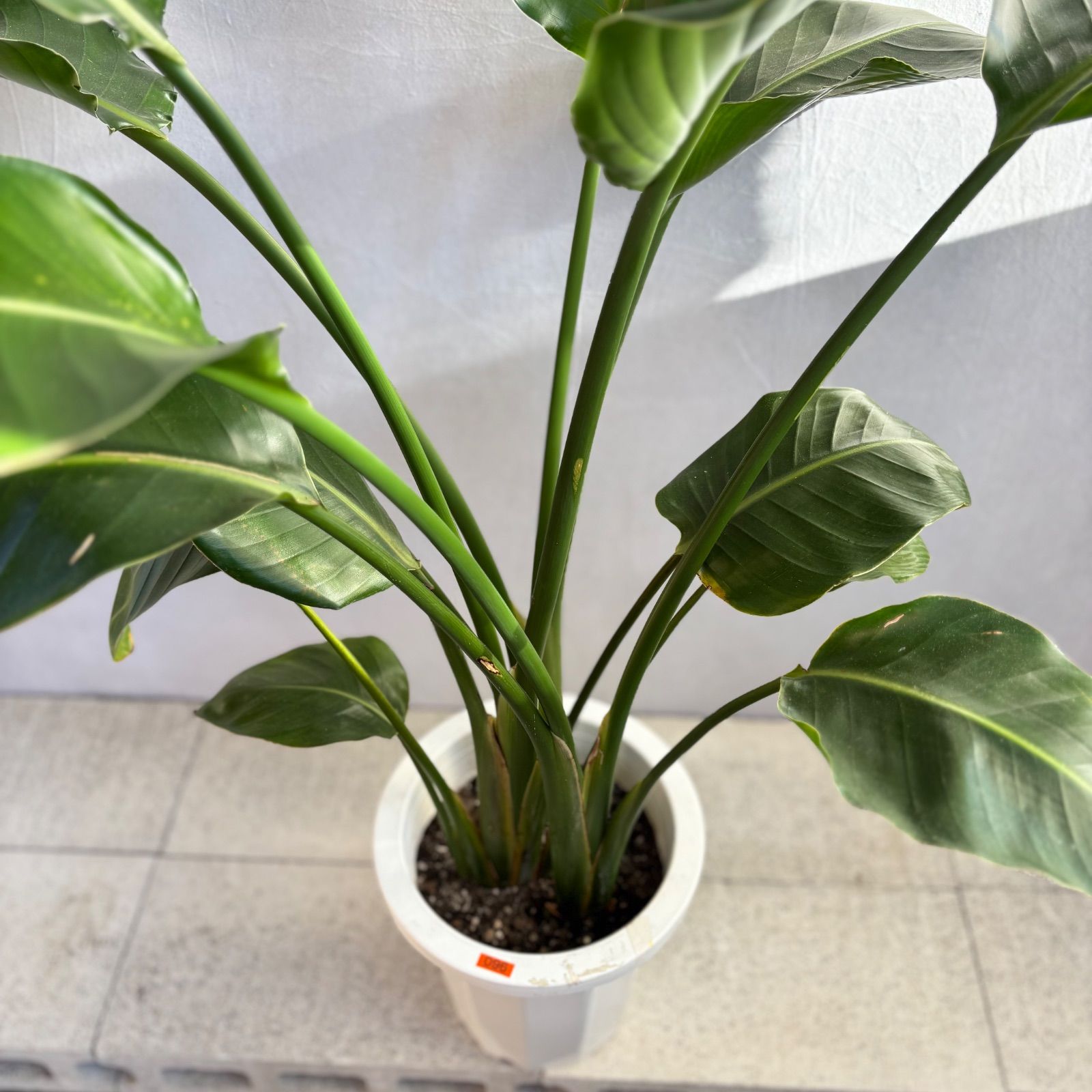 ストレリチア オーガスタ 3株植え 大型 人気 観葉植物 - メルカリ