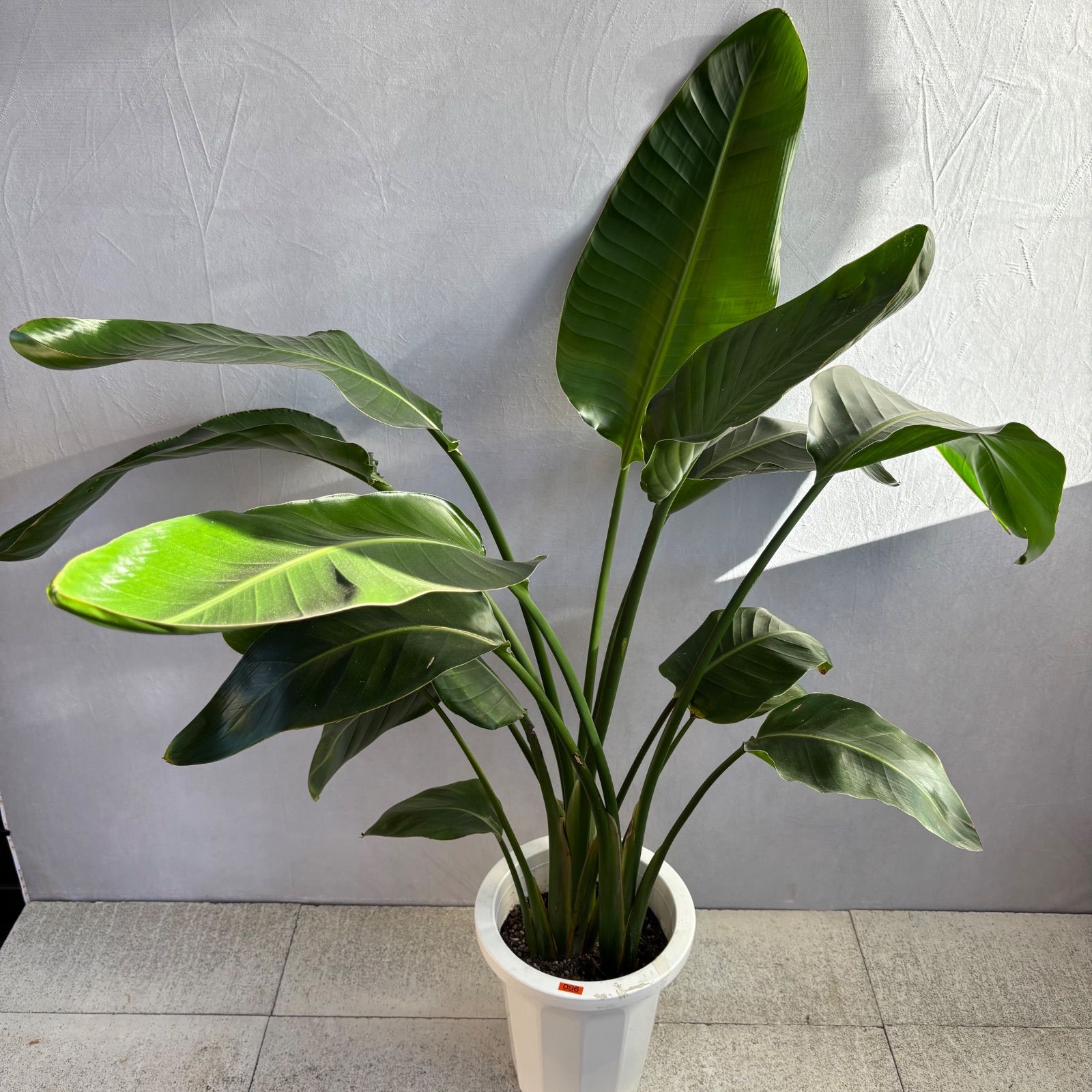 ストレリチア オーガスタ 3株植え 大型 人気 観葉植物 - メルカリ