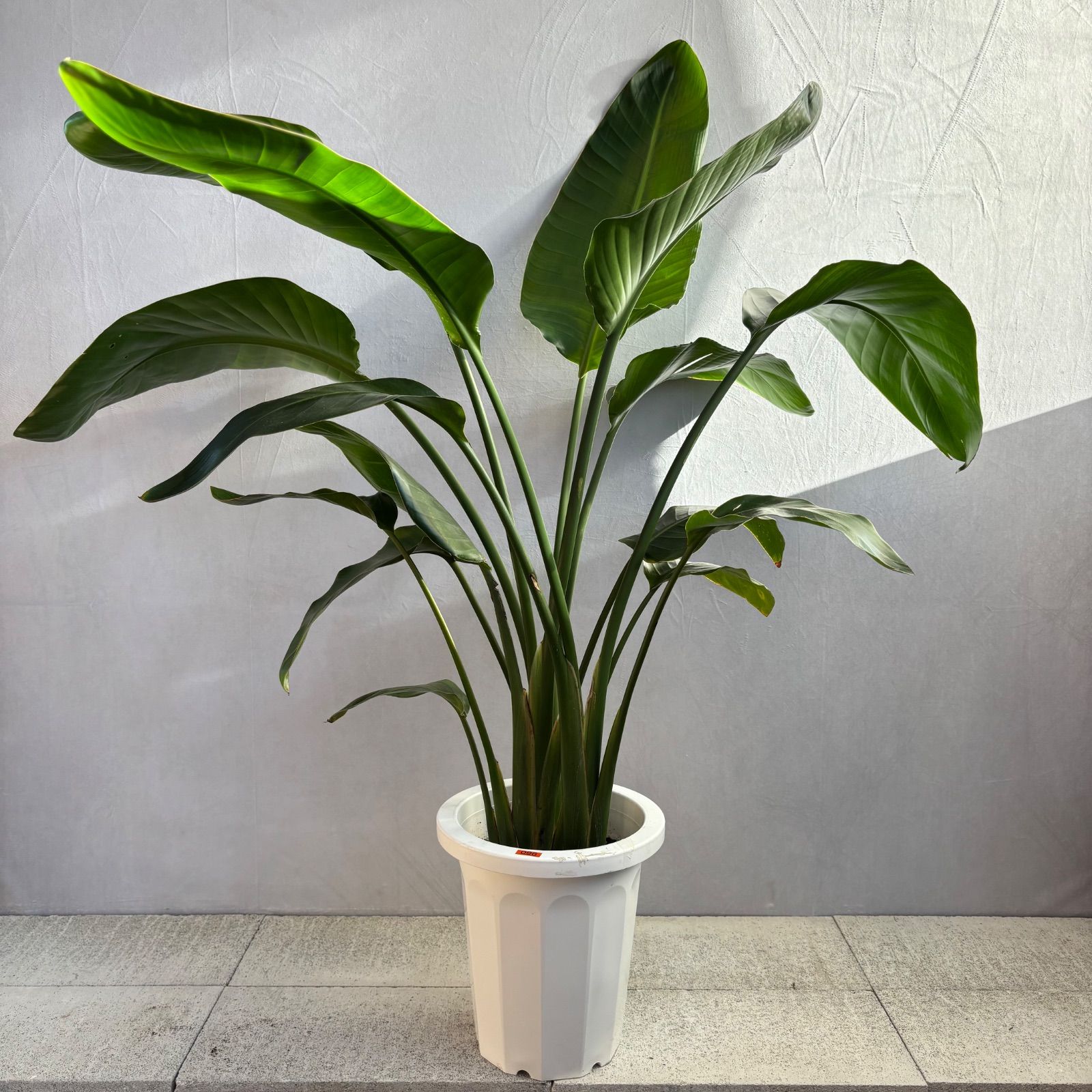 ストレリチア オーガスタ 3株植え 大型 人気 観葉植物 - メルカリ